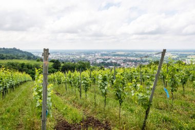 Bensheim şehrinin arka planında, yazında, Almanya 'sında sarmaşık tarlası