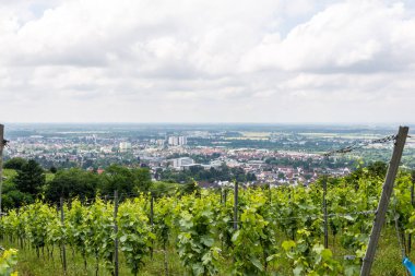 Bensheim şehrinin arka planında, yazında, Almanya 'sında sarmaşık tarlası