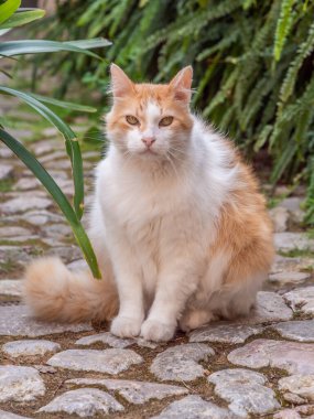 Tüylü bir Mallorikan portakal ve beyaz kedisi, yemyeşil yeşil bir yol üzerinde oturur.