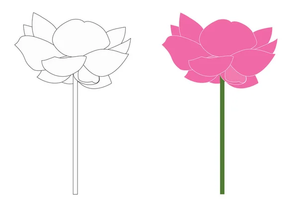 Geïsoleerd Van Twee Lotus Bloemen Wit Roze Grafische Elementen Ontwerp — Stockvector