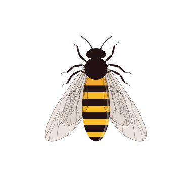 Beyaz zemin üzerinde uçan arı grafik tasarımı izole edilmiş.