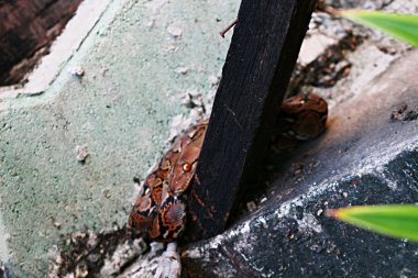 Bebek Reticulatus Python