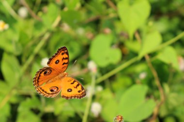 Tavuskuşu Kelebeği