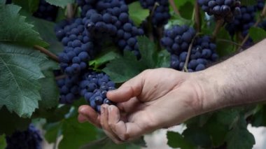 Bir Pinot Noir üzümlü buğday alıyorum..