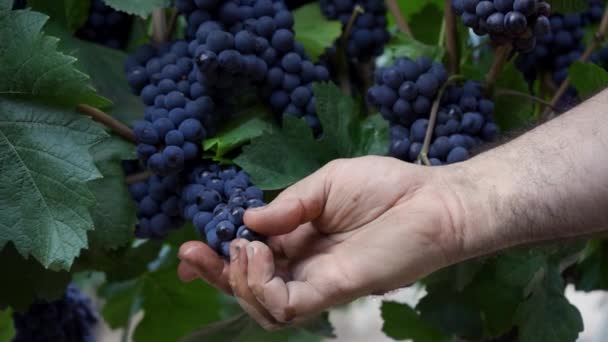 Ręczne Branie Ziarna Winogron Pinot Noir — Wideo stockowe