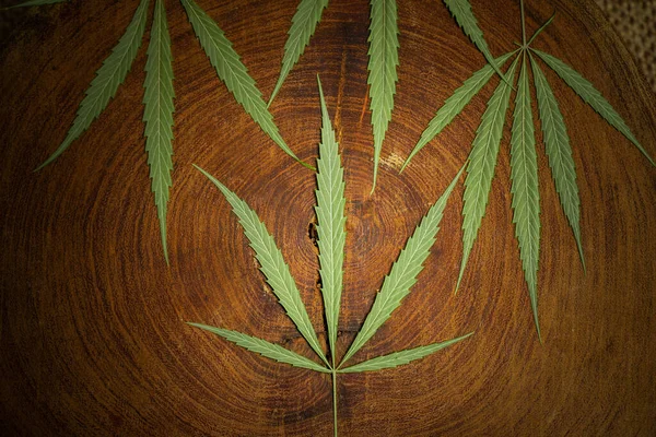 Various Cannabis Leaves Wooden Table — Stock Photo, Image