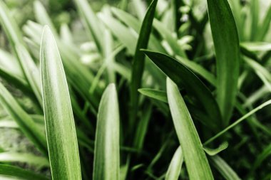 Tropikal yapraklardan oluşan yaratıcı doğa düzeni.