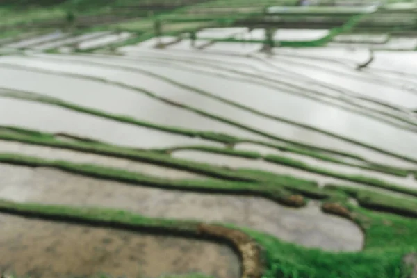 Teraslardaki pirinç tarlaları, panoramik yamaçlar, dağlarda pirinç tarlaları, doğada güzel şekiller.. — Stok fotoğraf
