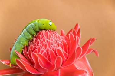 Yeşil kırmızı çiçek solucan