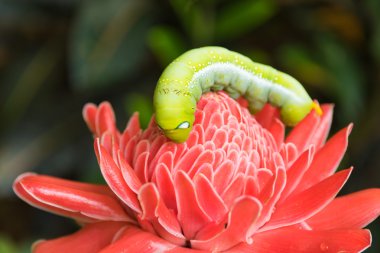 Yeşil kırmızı çiçek solucan