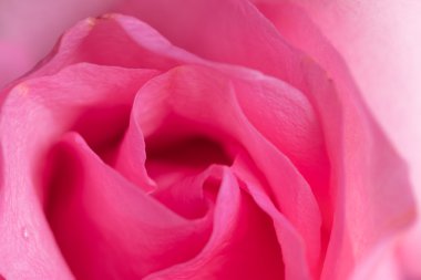 Güzel pembe gül arkaplanı 