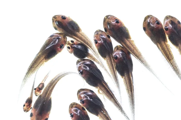 Macro tadpole on white background — Stock Photo, Image