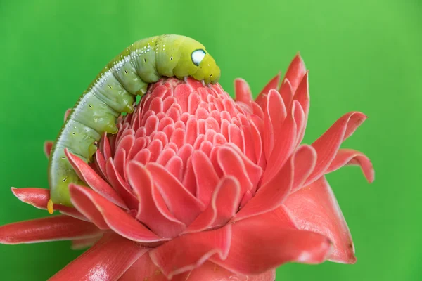 Grüner Wurm auf roter Blume — Stockfoto