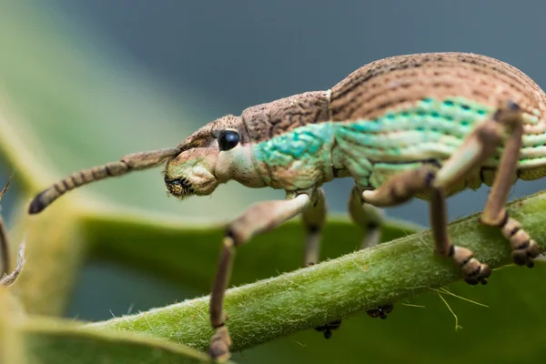 Bílý Weevil v tropických lesích — Stock fotografie