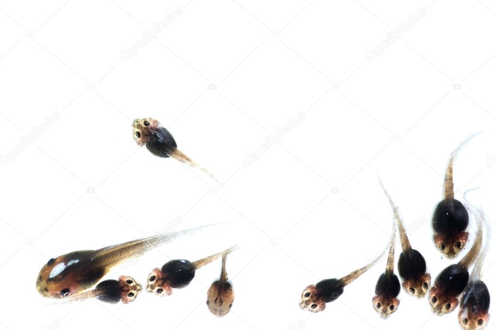 macro tadpole on white background