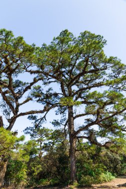yeşil çam ağaçları