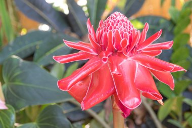  etlingera elatior çiçek