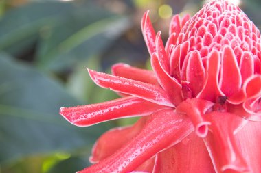  etlingera elatior çiçek