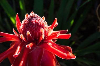 etlingera elatior çiçek