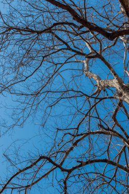 sonbahar ağaç dalı