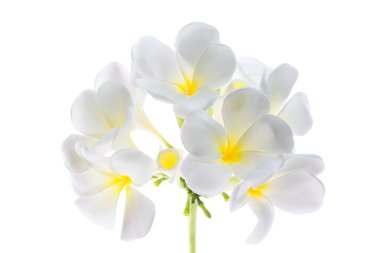 Frangipani (Lan thom) çiçek 