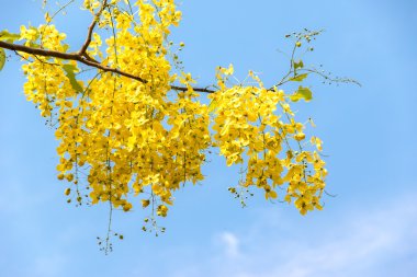 Cassia mavi gökyüzü üzerinde tasfiye