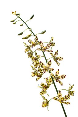 Orkide Oncidium sarı kahverengi