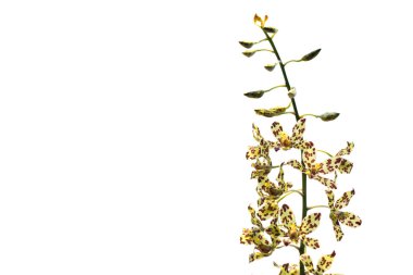 Orkide Oncidium sarı kahverengi