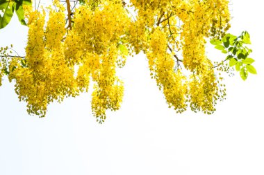 Beyaz arka plan üzerinde tasfiye cassia. 