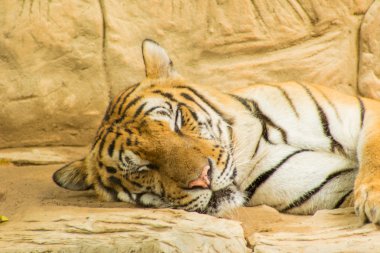 güzel Sumatra kaplanı