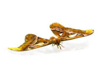 En büyük güve (Atlas moth)
