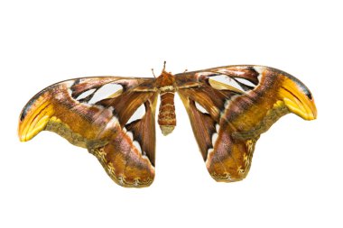 En büyük güve (Atlas moth)
