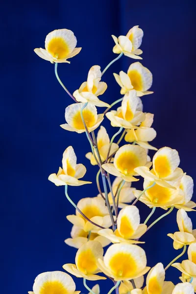 Orquídea amarela no fundo azul — Fotografia de Stock