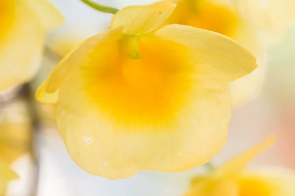 Close up orquídea amarela — Fotografia de Stock