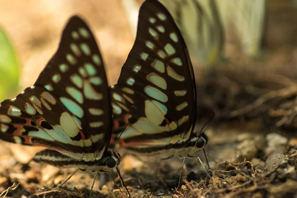 Butterflies feeding on minerals — Stock Photo, Image