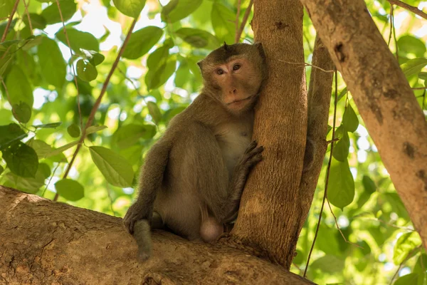 Portrait of the monkey — Stock Photo, Image