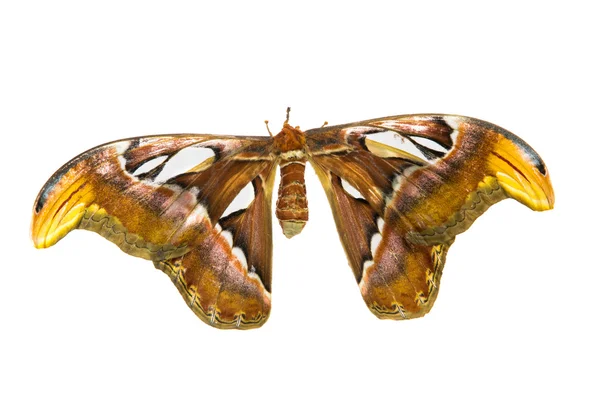 Le plus grand papillon de nuit (papillon Atlas ) — Photo