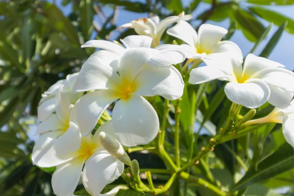 フランジパニ (Lan ・ トム) 花 — ストック写真