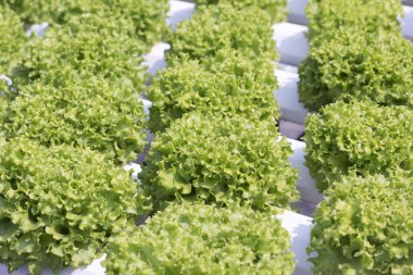 gruptaki hydroponic marul