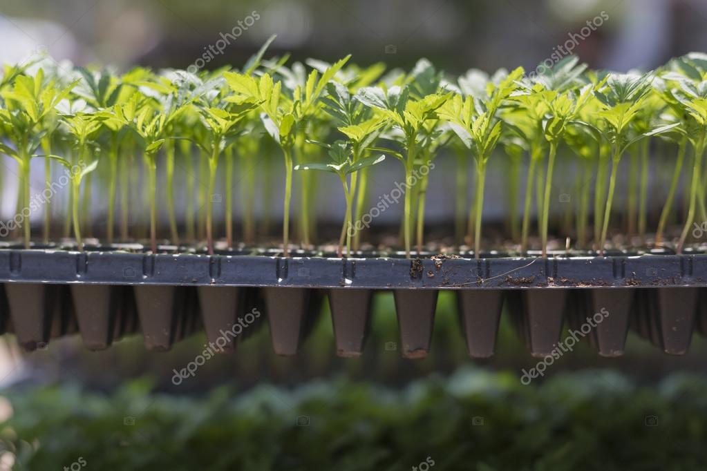 Seedling Marigold In Plastic Seed Tray Stock Photo Image By C Toa55
