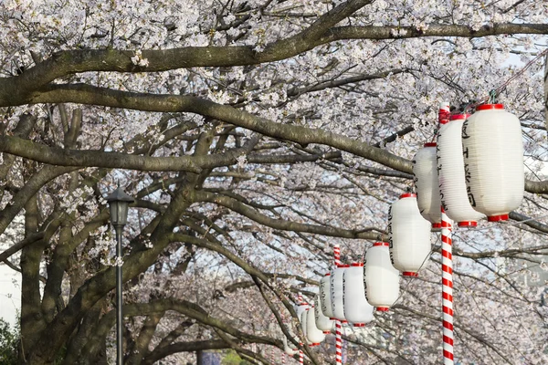 Lyktor i Sakura Festival på gångväg Ooyokogawa river, Tokyo, — Stockfoto