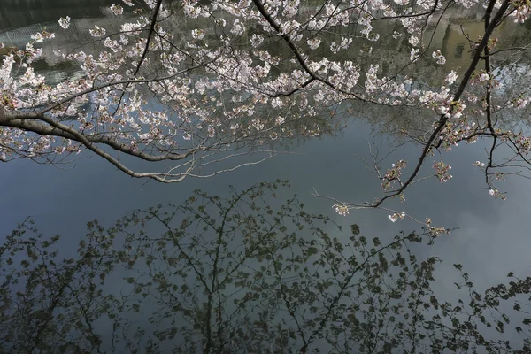 Sakura Festival, flor de cereja perto do rio Ooyokogawa, Tóquio, Japão — Fotografia de Stock