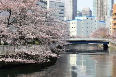 Ooyokogawa Nehri üzerinde Ecchu ji mabashi köprüsünde kiraz çiçeği , 