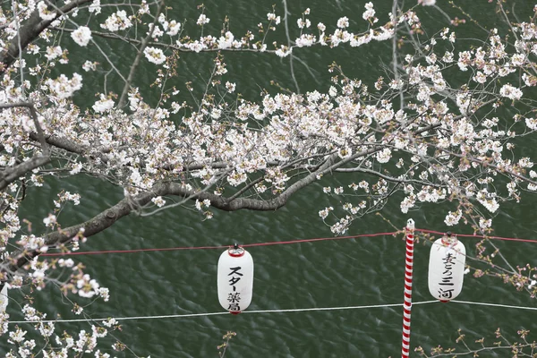 Lyktor i Sakura Festival på gångväg floden, Tokyo, japan — Stockfoto