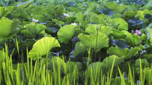Lotus blad in de vijver, Khunming Yunnan, China. — Stockvideo