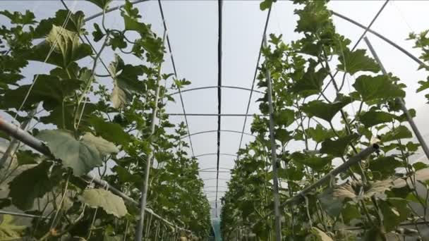 Meloen in groen huis boerderij — Stockvideo