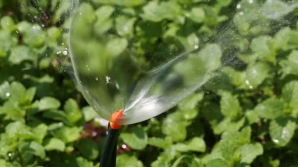 Küçük yağmurlama kafa sulama sebze bahçesi — Stok video