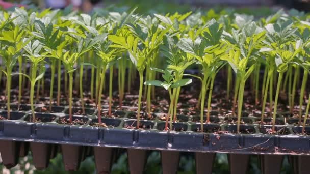 Seedling Marigold in plastic seed tray in garden — Stock Video