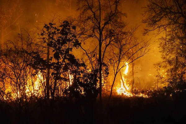 Desastre Los Incendios Forestales Causado Por Ser Humano — Foto de Stock