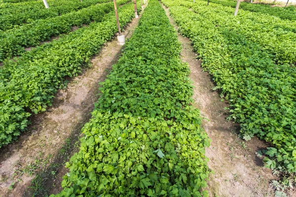 菜园中的白云杉 Artemisia Lactiflora Guizhou 具有药用价值 — 图库照片